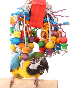 Blue and Gold Macaw hiding in Tropical Willow Large Parrot Toy