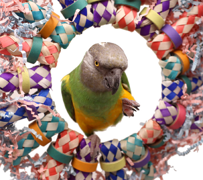 Senegal Parrot inside Tropical Wreath Toy