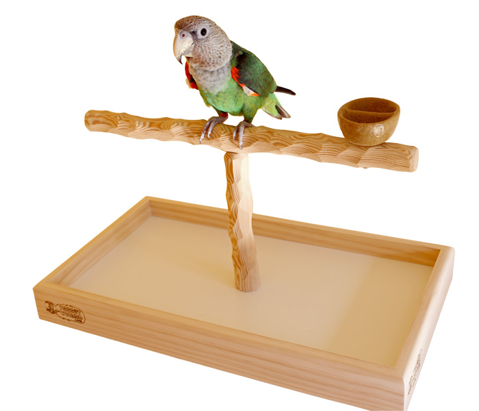 Cape Parrot on Deluxe Wide Tabletop NU Perch (with bowl)