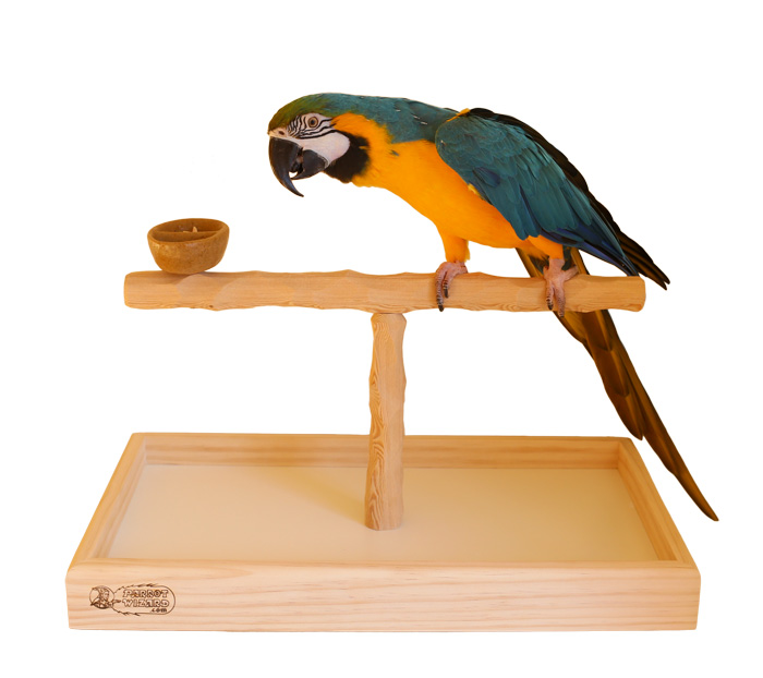 Blue and Gold Macaw on Deluxe Wide Tabletop NU Perch (with bowl)