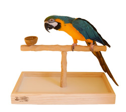 Blue and Gold Macaw on Deluxe Wide Tabletop NU Perch (with bowl)