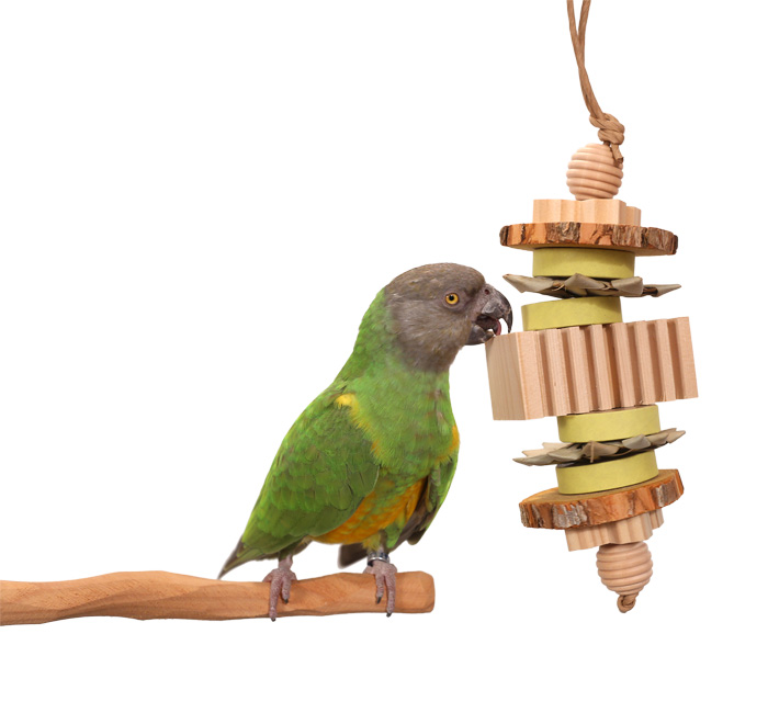 Senegal Parrot with Woodland Parrot Wildflower Toy for Small to Medium Parrots