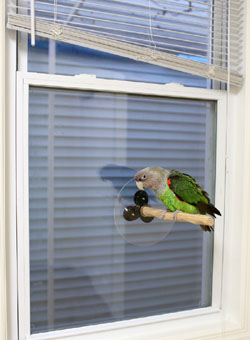 HARI Coffee Wood Bird Perch 9.5 Inch - Natural Branch For Small & Medium Parrots - Foot Health Perching