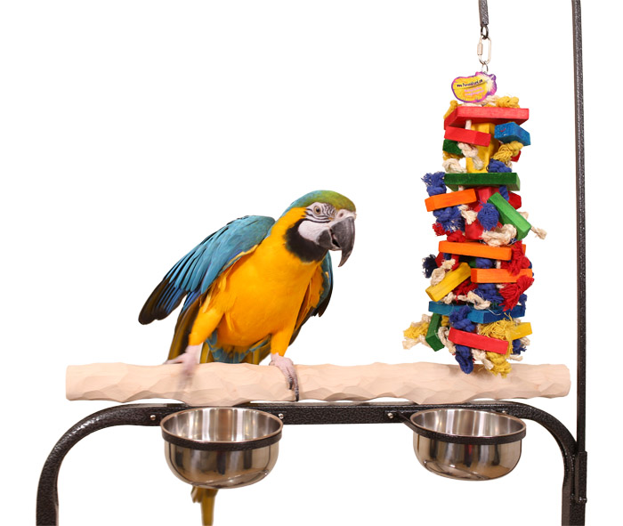 Close up of Blue and Gold Macaw on XL Hardwood NU Perch Parrot Playstand