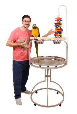 Blue and Gold Macaw on XL Hardwood NU Perch Parrot Playstand Scale of Reference