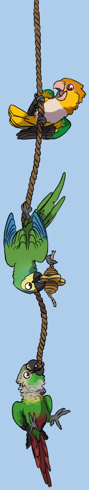 Parrot Wizard - Deluxe Large NU Perch Parrot Climbing Tree