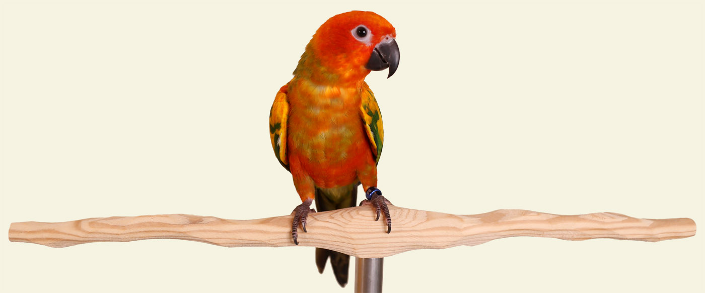 Sun Conure on Parrot Training Perch T Perch Small